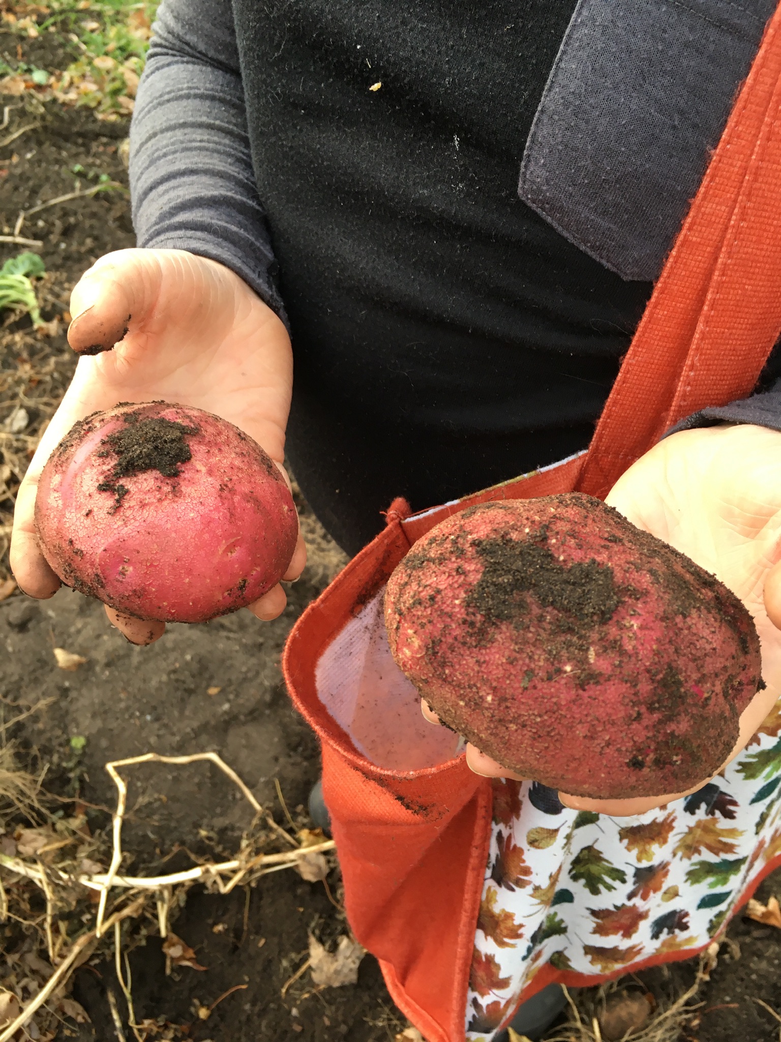 Copyright Leigh Symonds