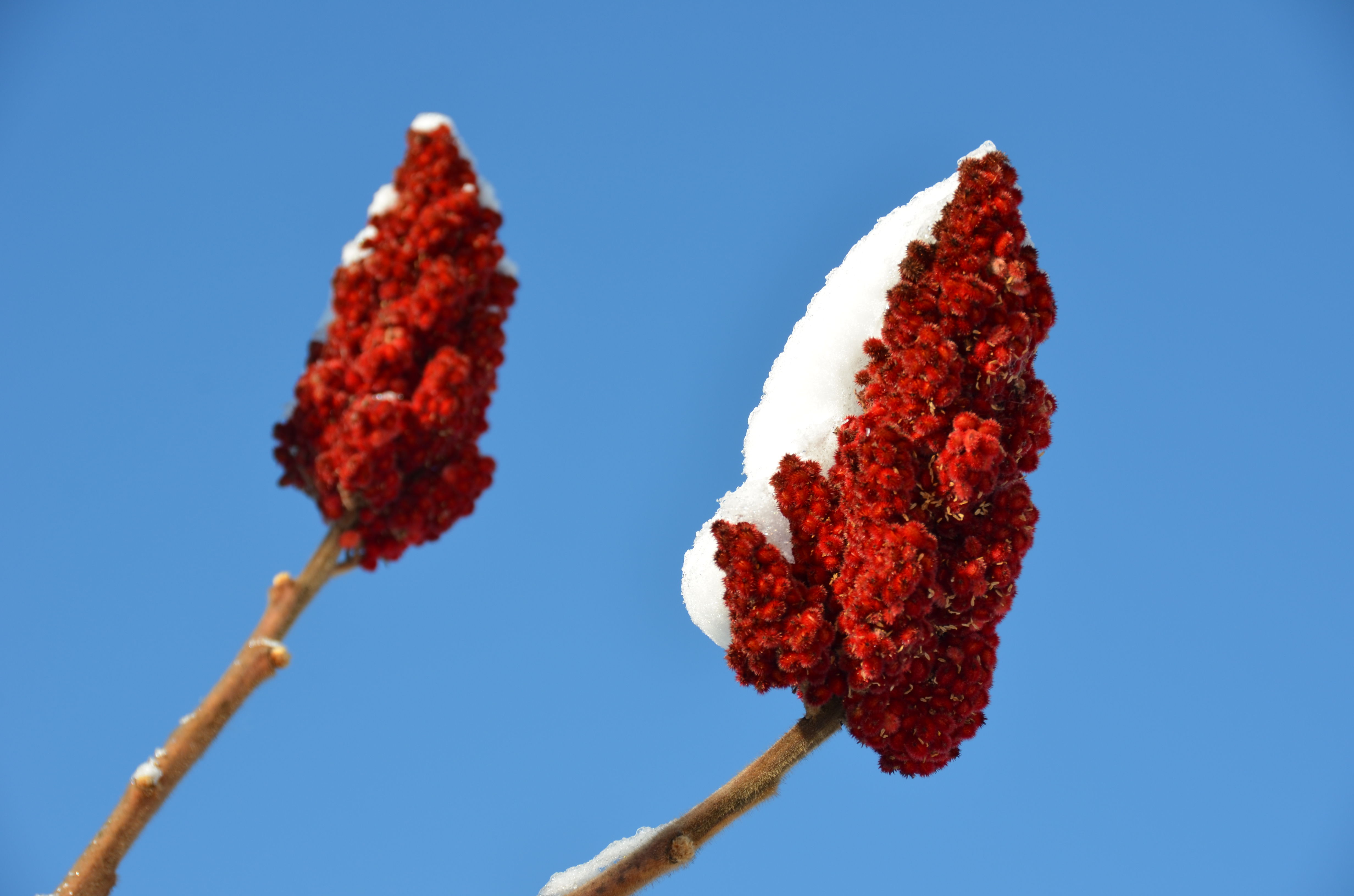 Copyright Leigh Symonds