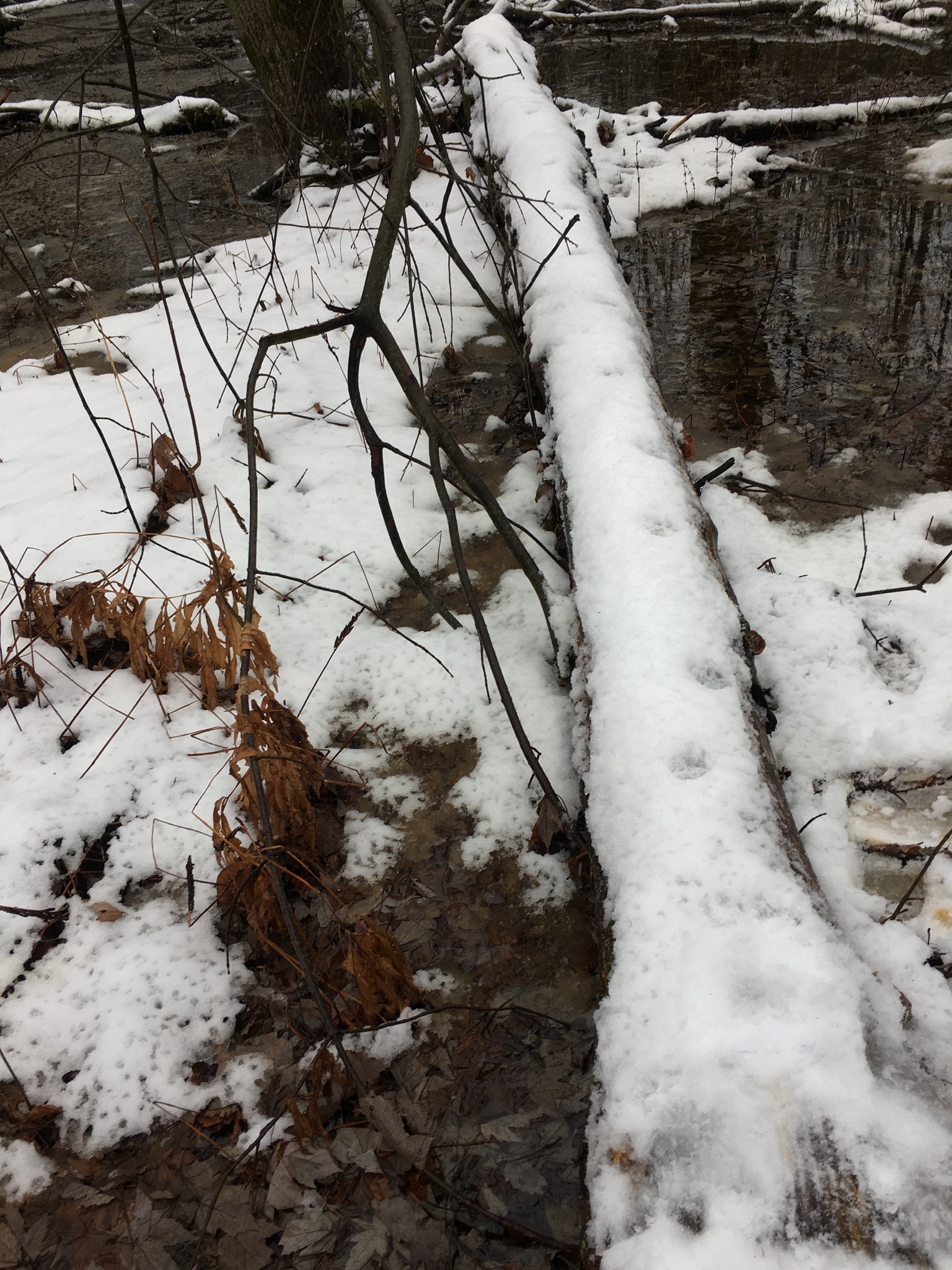 Copyright Leigh Symonds